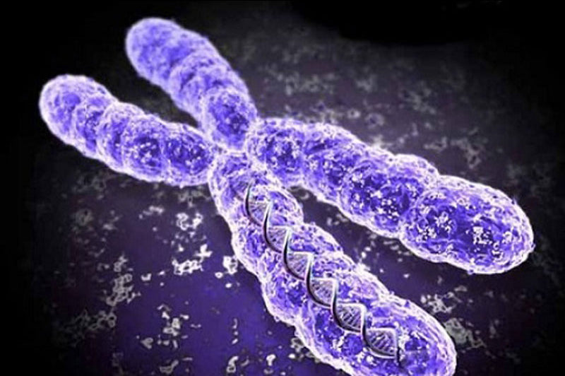 telomeri e invecchiamento - come lo stress accorcia la vita